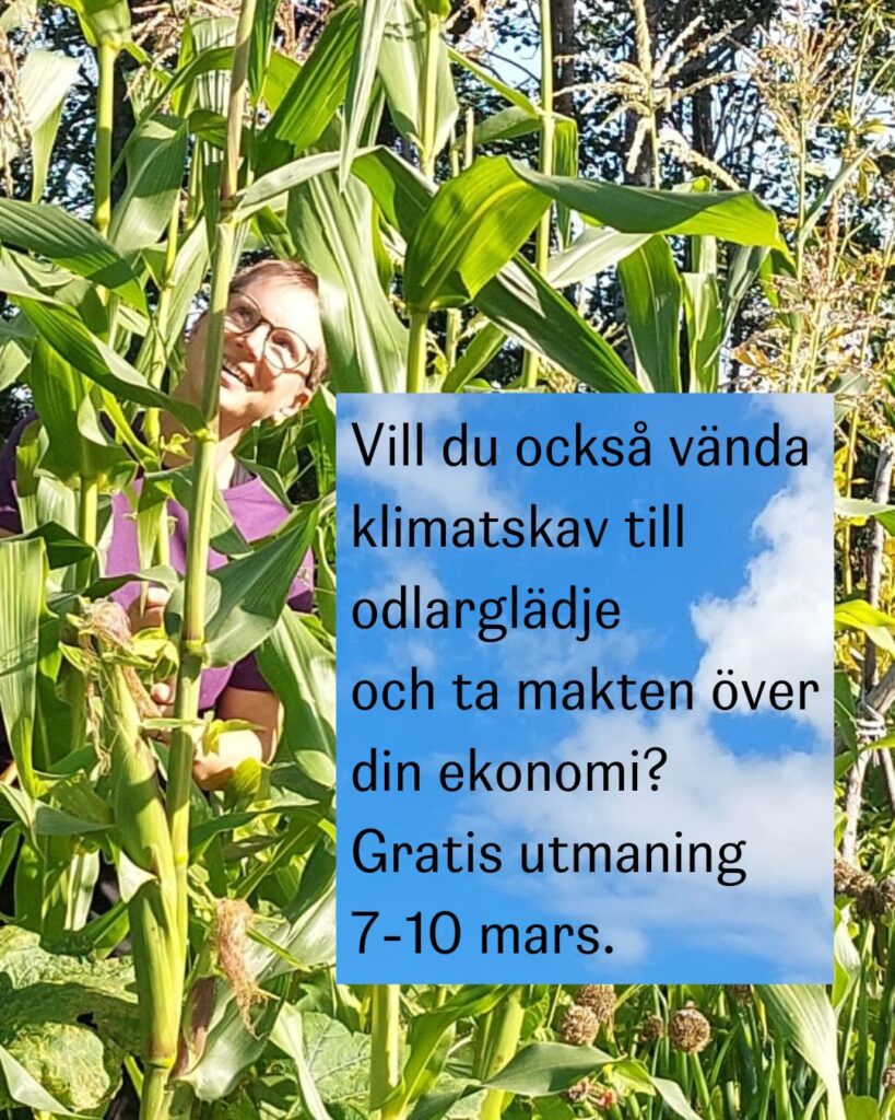 Jenny Forsberg står bland höga majsplantor och ser glad ut och tittar upp i luften. Texten i bilden är "Vill du också vända klimatskav till odlarglädje och ta makten över din ekonomi? Gratis utmaning 7-10 mars."