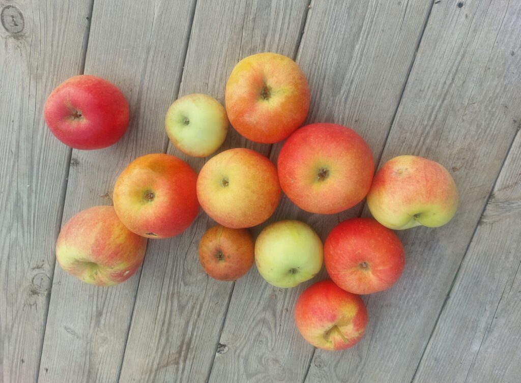 Tolv äpplen i olika storlekar som ligger på en terrass av trä. 